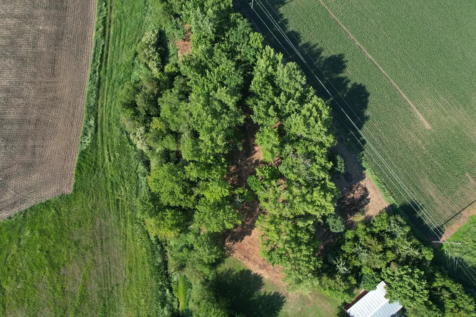 Aerial view of tree clearing on an Iowa property between farm fields