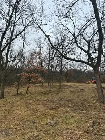 Freshly mown lot beneath leafless trees