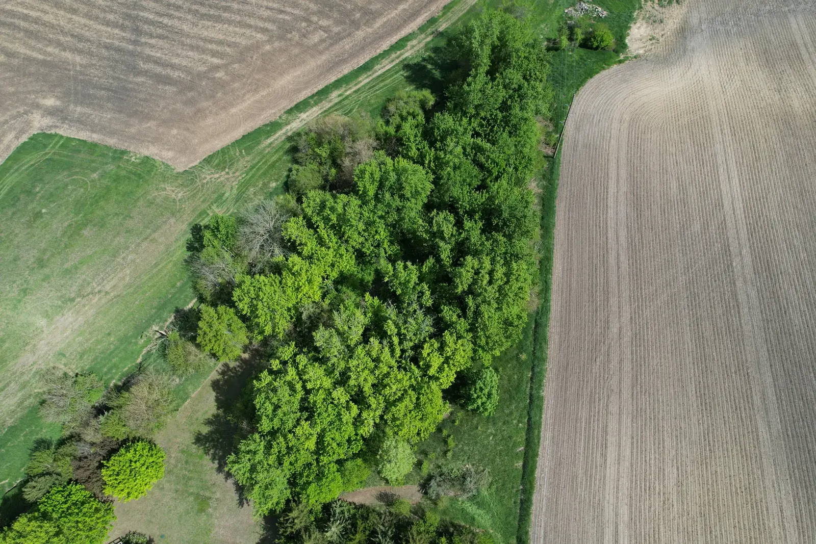 Aerial view of a green grove between a plowed field and a gravel road